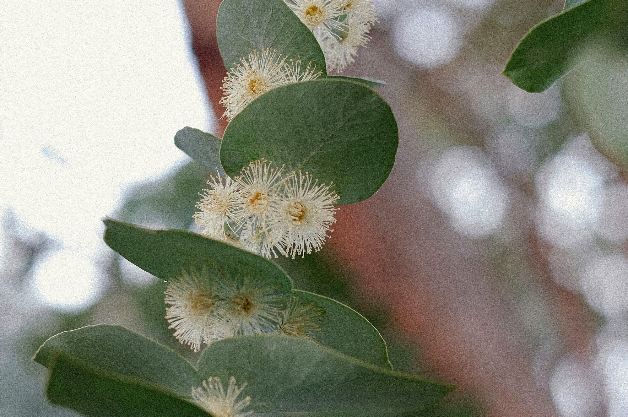 Darlington Terraces - Sam Crawford Architects