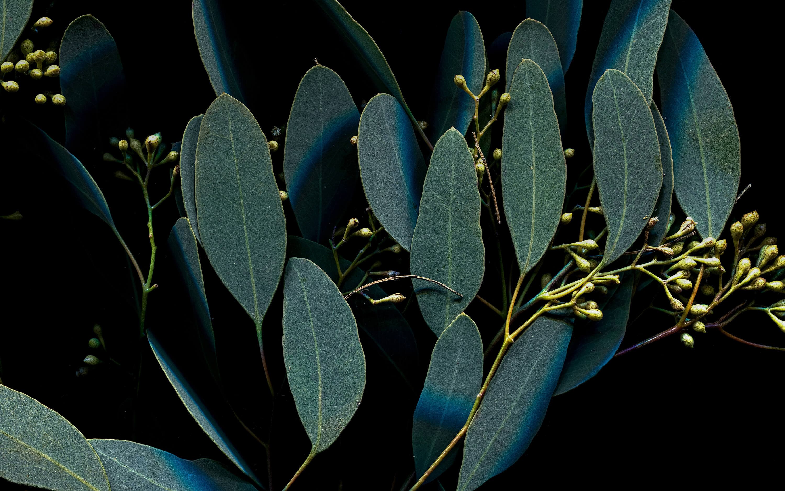 Darlington Terraces - Sam Crawford Architects